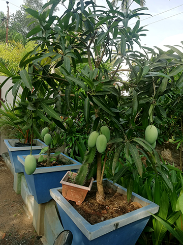 mango