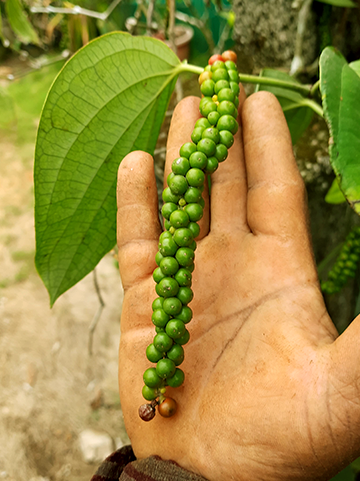pepper-2
